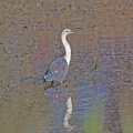 White-necked-Heron-IMG 1684
