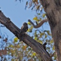 Owlet-Nightjar-IMG_5734.jpg