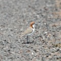 Red-capped-Plover-IMG 2125