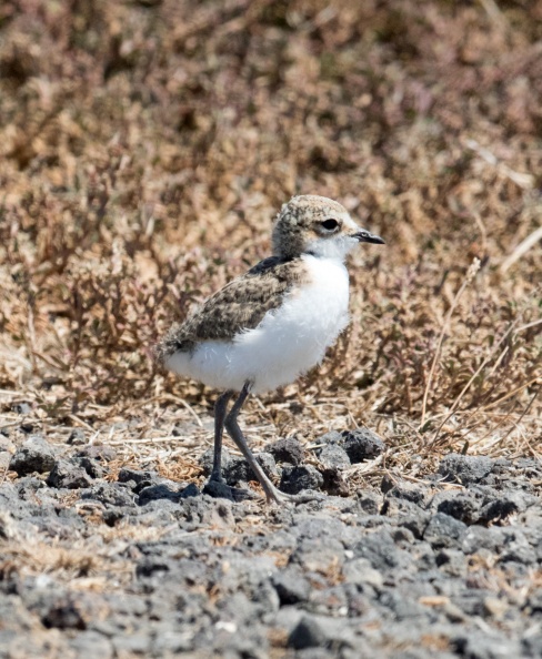 Red-capped-Plover-juv-IMG 2145