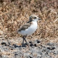 Red-capped-Plover-juv-IMG 2145
