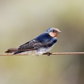 Welcome-Swallow-IMG 2073