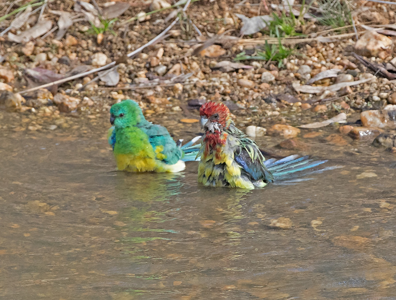 Parrots-bathing-IMG_2648.jpg