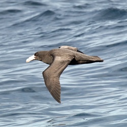 Northern Giant petrel