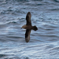 Great-winged-Petrel-IMG 3918