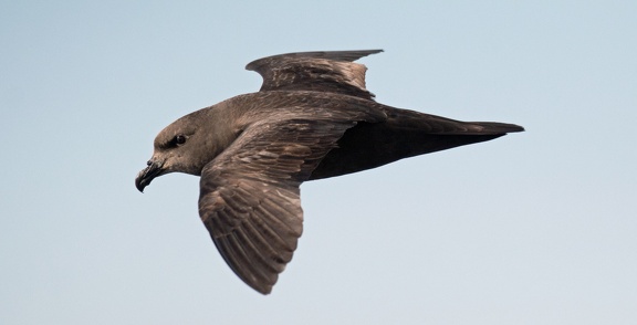 Great-winged-Petrel-IMG 4100