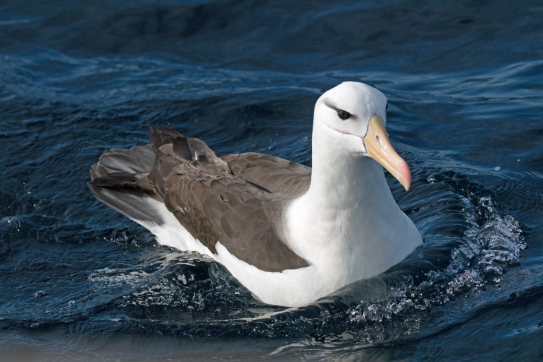 Black-browed-Albatross-IMG_3907.jpg