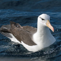 Black-browed-Albatross-IMG 3907