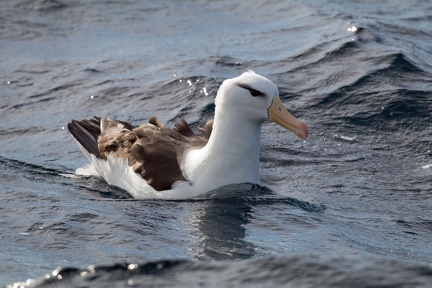 Black-browed-Albatross-IMG 3877