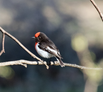 Red-capped-Robin-IMG 4427