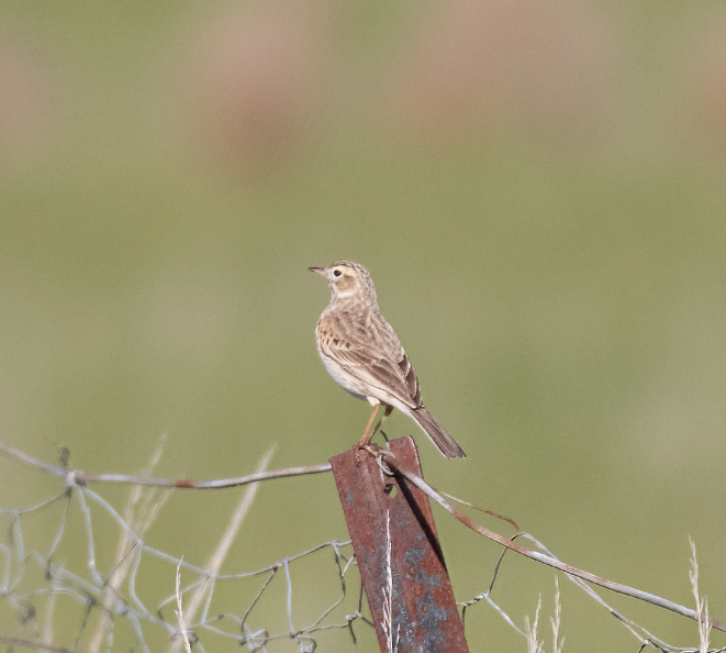 Autralasian-Pipit-IMG 4827