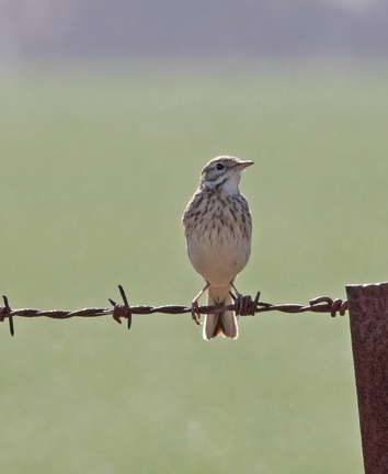 Pipit-IMG 5325