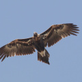 Wedge-tailed-Eagle-IMG_2231.jpg