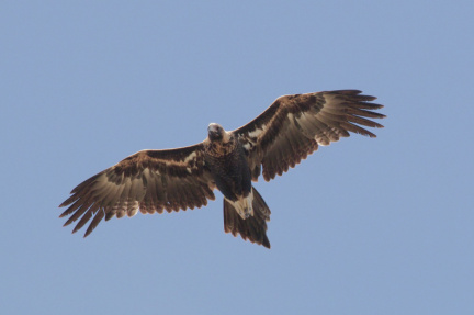 Wedge-tailed-Eagle-IMG 2231