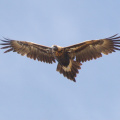 Wedgetailed-Eagle-IMG 2203