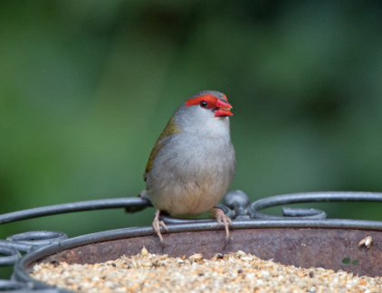 Red-Browed-Finch-IMG 7417