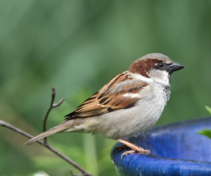 House-Sparrow-IMG_7401.jpg