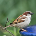 House-Sparrow-IMG 7401