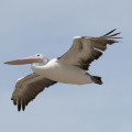 Pelican-IMG_6701.jpg