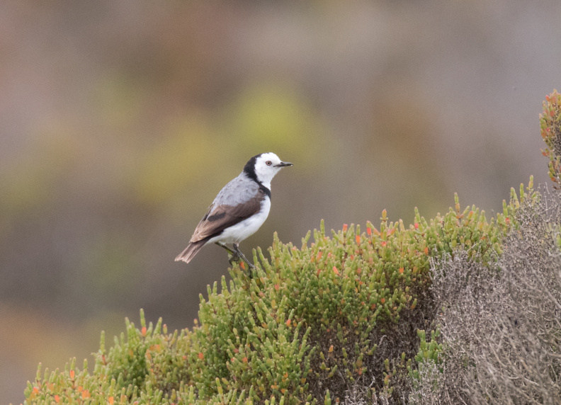 White-fronted-Chat-IMG_7678.jpg