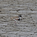 Red-kneed-Dotterel-IMG 8202