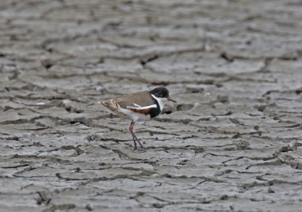 Red-kneed-Dotterel-IMG 8202
