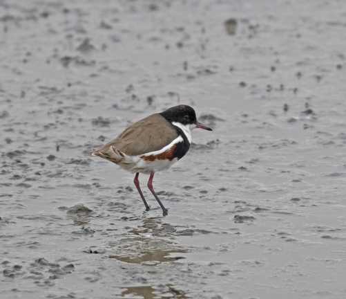 Red-Kneed-Dotterel-IMG 7533