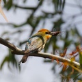 Rainbow-Bee-eater-IMG 7900