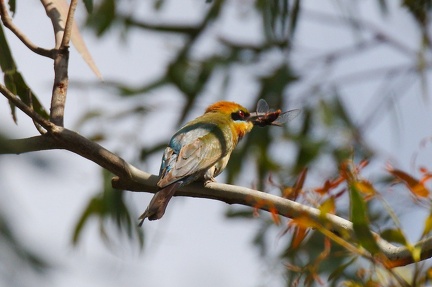 Rainbow-Bee-eater-IMG 7900