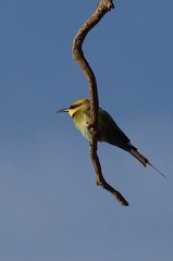 Rainbow-Bee-eater-IMG 8063