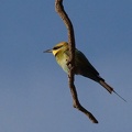 Rainbow-Bee-eater-IMG 8063