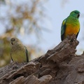 Red-Rumped-Parrot-IMG 7940