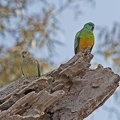 Red-rumped-Parrots-IMG 7939