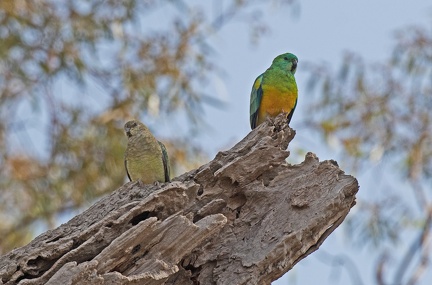 Red-rumped-Parrots-IMG 7939