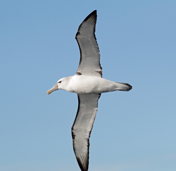 Black-browed-Albatross-IMG_3801.jpg