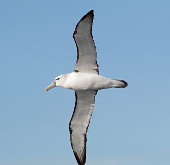 Black-browed-Albatross-IMG 3801