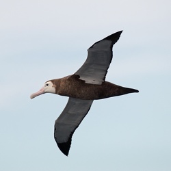 Albatross - Wandering