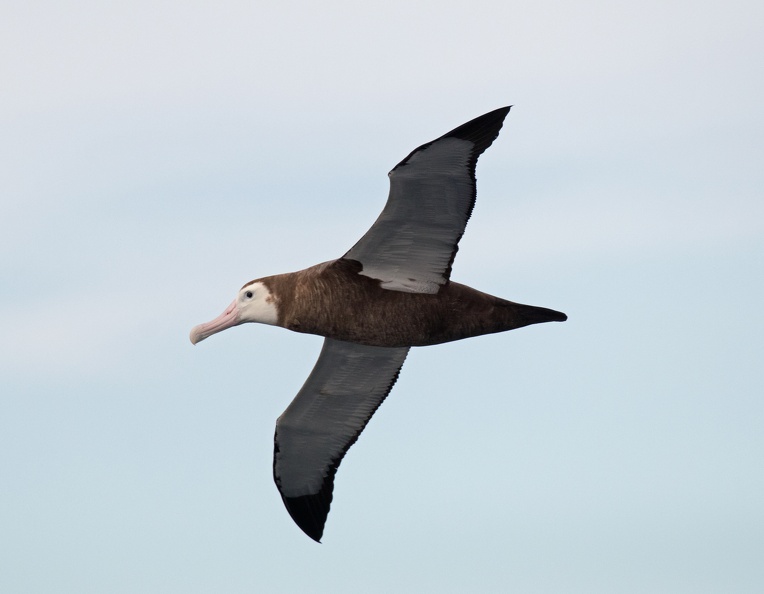 Wandering-Albatross-IMG_4261.jpg