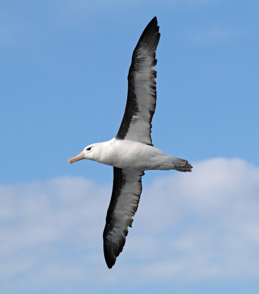 Shy-Albatross-IMG_3934.jpg