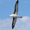 Shy-Albatross-IMG 3934