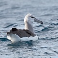 Shy-Albatross-Immature-IMG_4045.jpg