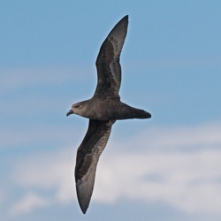 Petrel - Great-winged