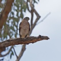 Sparrowhawk-IMG_9802.jpg