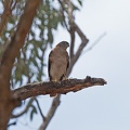 Sparrowhawk-IMG 9804