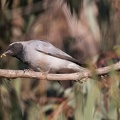 Black-faced-Cuckoo-Shrike-IMG 8513