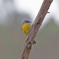 Yellow-Robin-IMG 8564