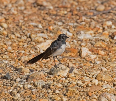 Willie-Wagtail-IMG 8712