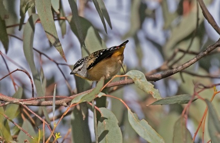 Spotted-Pardalote-IMG 8964