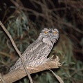 Tawny-Frogmouth-IMG 9223