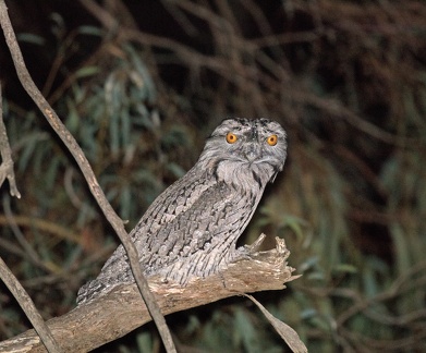 Tawny-Frogmouth-IMG 9223